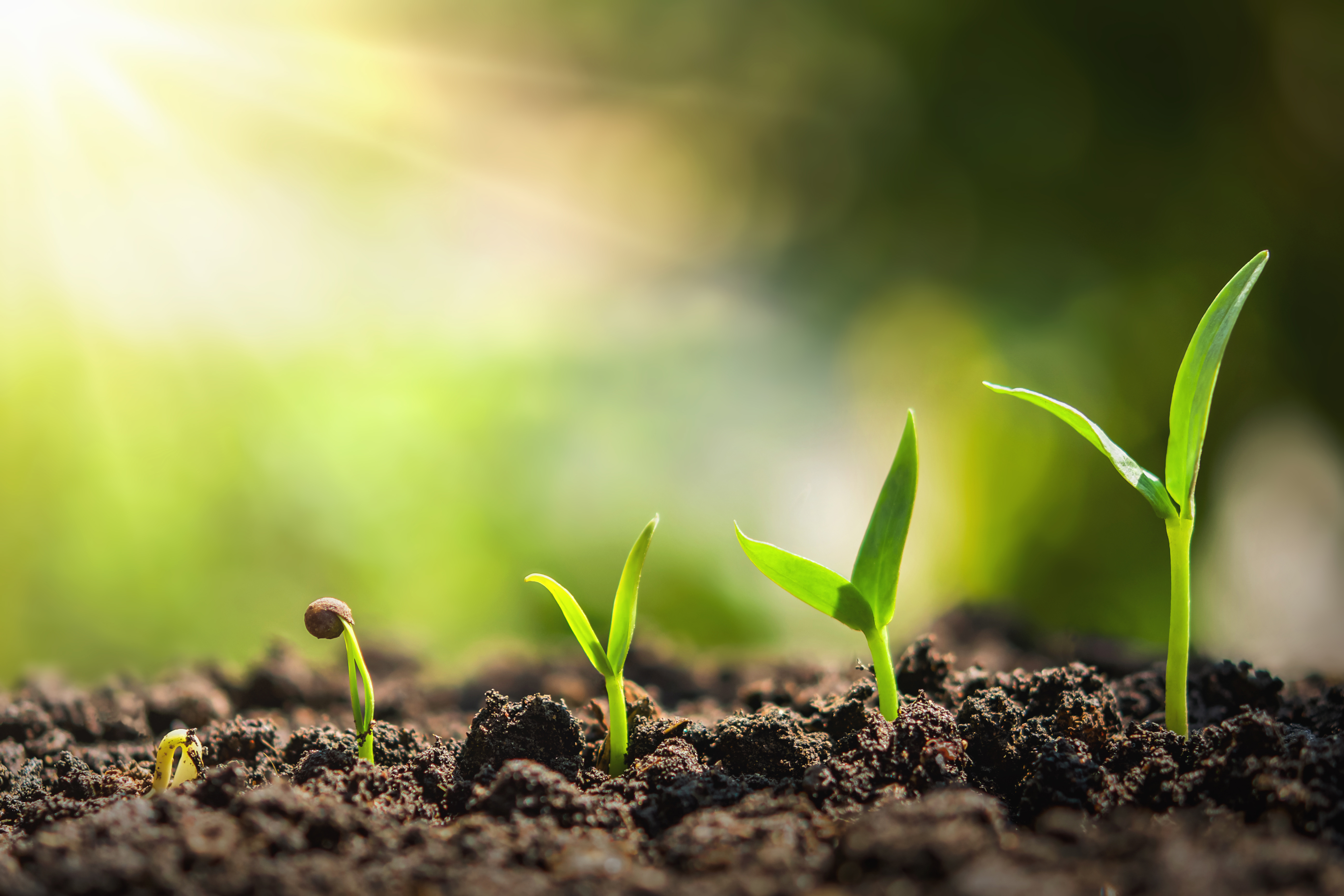 Photo of plants in early growth from dirt